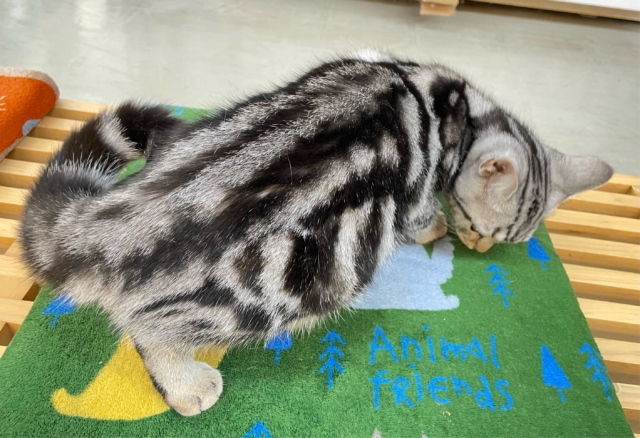 ちょっとツンデレな私💖アメリカンショートヘアー(シルバータビー)🩶🖤女の子💕2025年7月17日生まれ アメリカンショートヘア