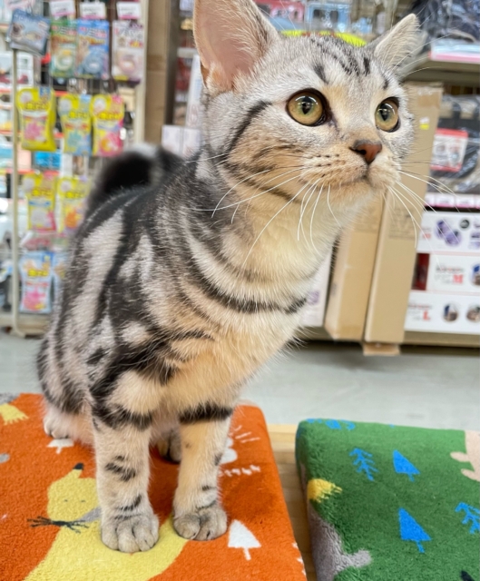 ちょっとツンデレな私💖アメリカンショートヘアー(シルバータビー)🩶🖤女の子💕2025年7月17日生まれ アメリカンショートヘア