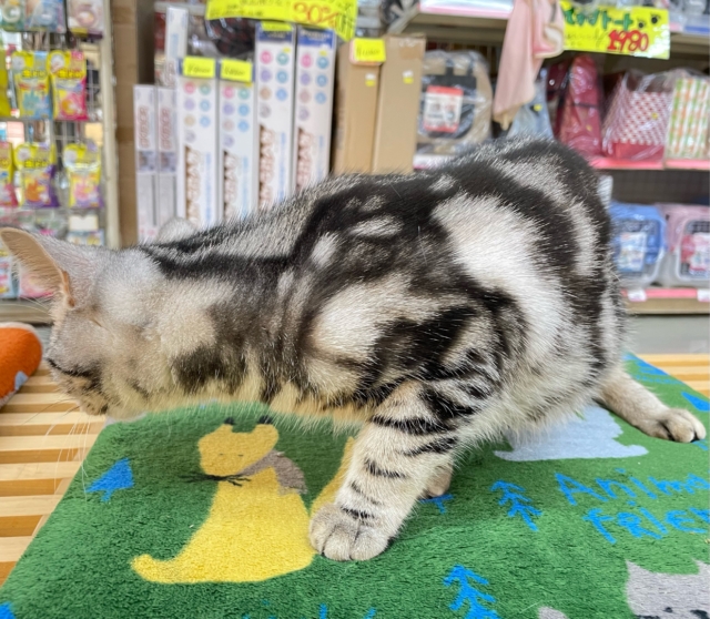 ちょっとツンデレな私💖アメリカンショートヘアー(シルバータビー)🩶🖤女の子💕2025年7月17日生まれ アメリカンショートヘア