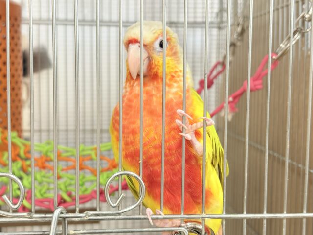 ホオミドリウロコインコ