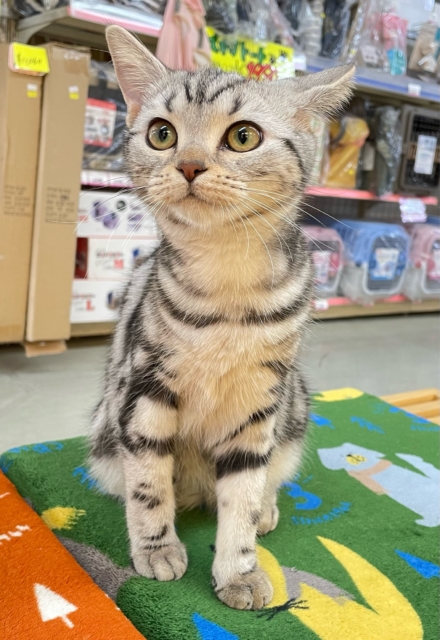 ちょっとツンデレな私💖アメリカンショートヘアー(シルバータビー)🩶🖤女の子💕2025年7月17日生まれ アメリカンショートヘア