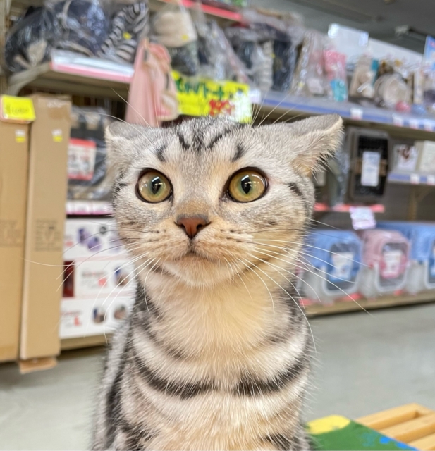 ちょっとツンデレな私💖アメリカンショートヘアー(シルバータビー)🩶🖤女の子💕2025年7月17日生まれ アメリカンショートヘア