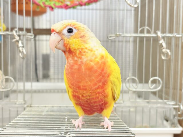 ホオミドリウロコインコ