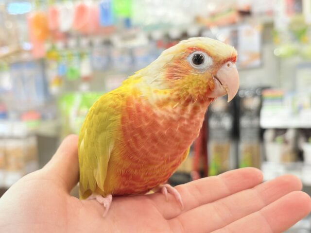 最新画像更新🪄】ちょっと早めのトロピカル🍉🍊🍋ウロコインコ(サンチーク)