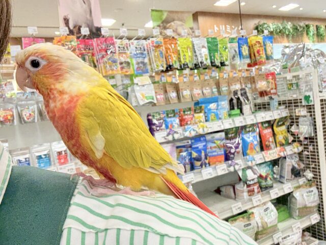 ホオミドリウロコインコ