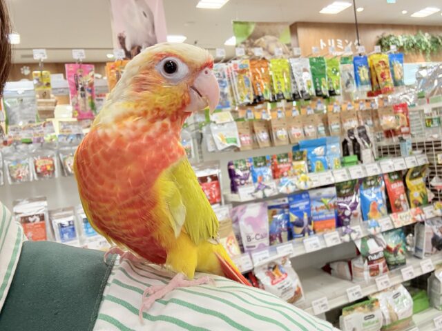 ホオミドリウロコインコ