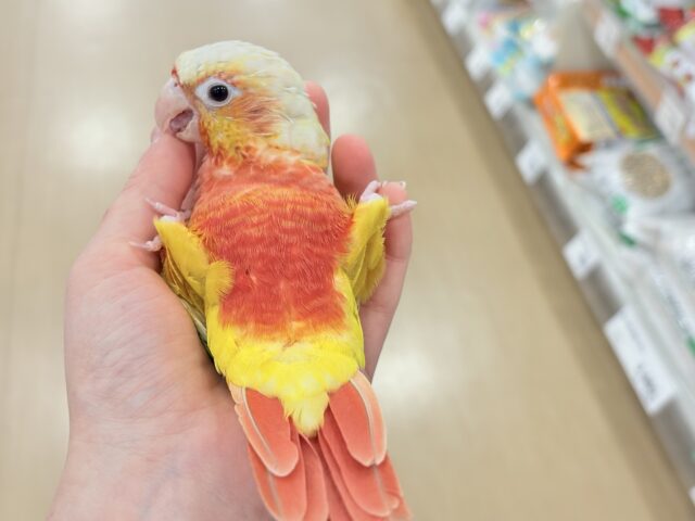 ホオミドリウロコインコ