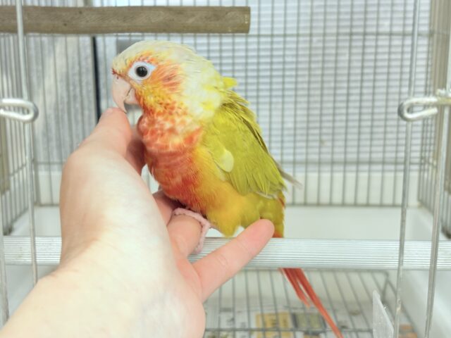 ホオミドリウロコインコ