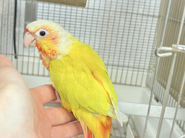 ホオミドリウロコインコ