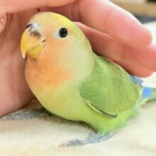 【最新画像💫カゴデビュー☆】たっぷりの色を纏って登場‼️✨️コザクラインコ(タイガーチェリー)ヒナ