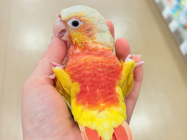 【最新画像更新🪄】ちょっと早めのトロピカル🍉🍊🍋ウロコインコ(サンチーク)
