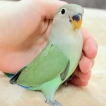 【最新画像】奥深い😎かっくいいカラー✨️コザクラインコ(ブルーチェリー)ヒナ