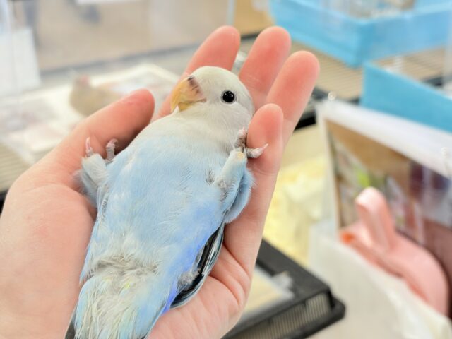 コザクラインコ（小桜インコ）