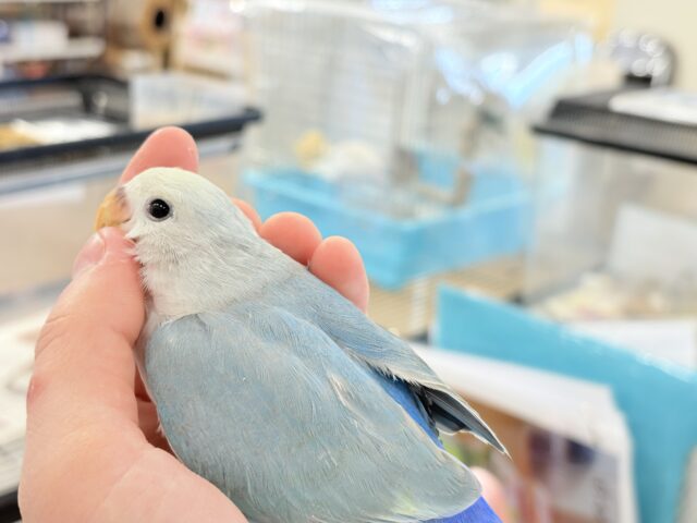 コザクラインコ（小桜インコ）