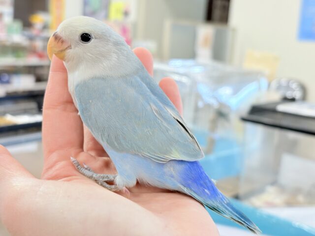 コザクラインコ（小桜インコ）