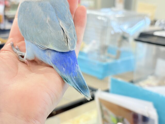 コザクラインコ（小桜インコ）