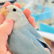 【最新画像更新🪄もうすぐひとり餌‪☆】わた毛の妖精🧚‍♀️コザクラインコ(ダークアクアターコイズパイド) ヒナ
