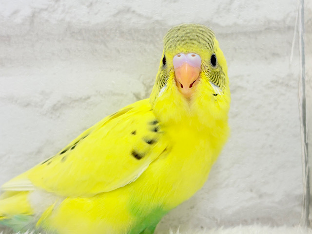 【最新画像更新🪄】おめめキラキラ✨キュートフェイス♥セキセイインコ(黄色ハルクイン) ヒナ