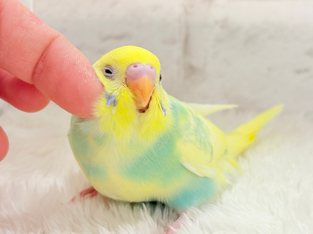 【最新画像更新🪄】可愛いお顔に見つめられたら……🐣💘セキセイインコ(パステルカラーレインボーパイド) ヒナ
