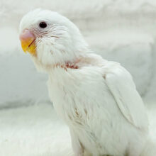【最新画像更新🪄】透明感のカタマリ🐣🫧セキセイインコ(アルビノ) ヒナ