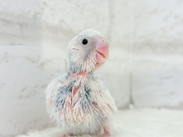目ヂカラたっぷり♡淡色ちゃん♡セキセイインコ(パイド) ヒナ セキセイインコ