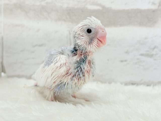 目ヂカラたっぷり♡淡色ちゃん♡セキセイインコ(パイド) ヒナ セキセイインコ