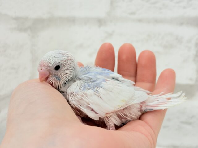 目ヂカラたっぷり♡淡色ちゃん♡セキセイインコ(パイド) ヒナ セキセイインコ