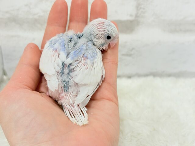 目ヂカラたっぷり♡淡色ちゃん♡セキセイインコ(パイド) ヒナ セキセイインコ