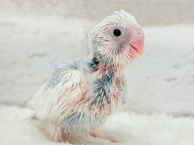 目ヂカラたっぷり♡淡色ちゃん♡セキセイインコ(パイド) ヒナ 目ヂカラたっぷり♡淡色ちゃん♡セキセイインコ(パイド) ヒナ