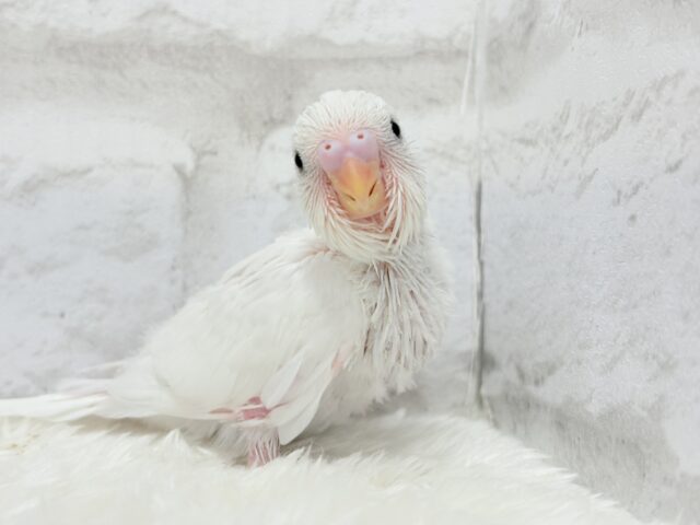 わた毛天使現る🐣💓セキセイインコ(ダブルファクター) ヒナ セキセイインコ