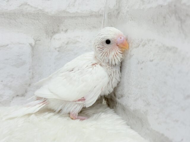 わた毛天使現る🐣💓セキセイインコ(ダブルファクター) ヒナ セキセイインコ