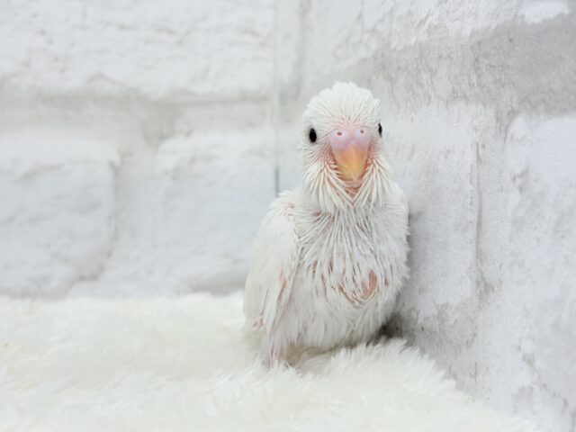 わた毛天使現る🐣💓セキセイインコ(ダブルファクター) ヒナ セキセイインコ