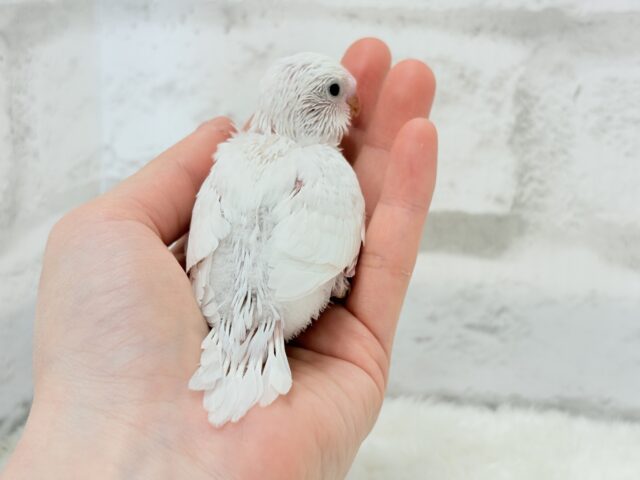 わた毛天使現る🐣💓セキセイインコ(ダブルファクター) ヒナ セキセイインコ