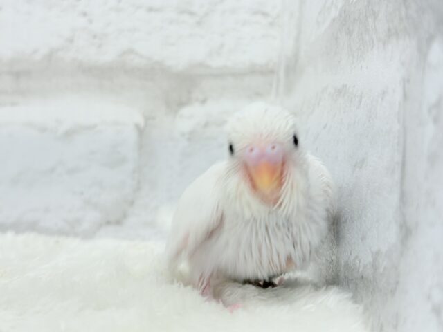 わた毛天使現る🐣💓セキセイインコ(ダブルファクター) ヒナ セキセイインコ