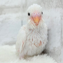 わた毛天使現る🐣💓セキセイインコ(ダブルファクター) ヒナ