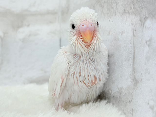 わた毛天使現る🐣💓セキセイインコ(ダブルファクター) ヒナ わた毛天使現る🐣💓セキセイインコ(ダブルファクター) ヒナ