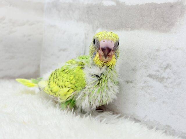 セキセイインコ