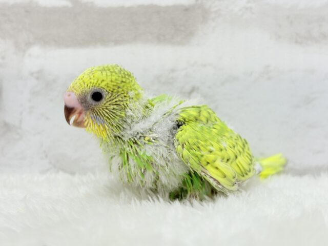 セキセイインコ