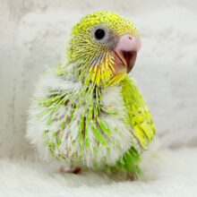 ソノウぷっくぷく( ♡´³`)σセキセイインコ(スパングル) ヒナ