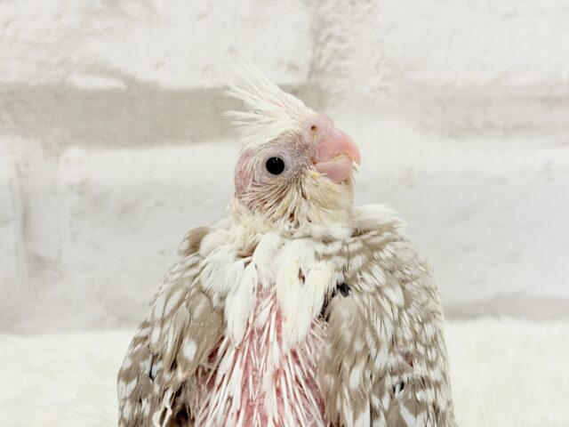 背中の模様数えてみよう🐣🫧オカメインコ(WFシナモンパールパイド) ヒナ オカメインコ