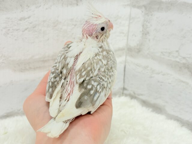 背中の模様数えてみよう🐣🫧オカメインコ(WFシナモンパールパイド) ヒナ オカメインコ