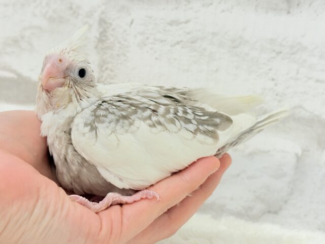 背中の模様数えてみよう🐣🫧オカメインコ(WFシナモンパールパイド) ヒナ オカメインコ