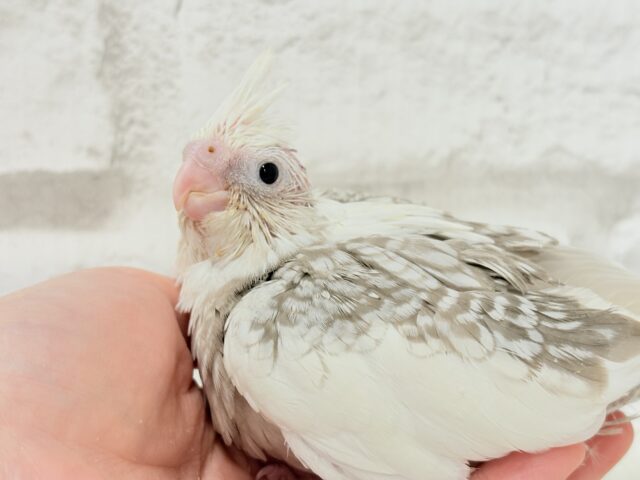 背中の模様数えてみよう🐣🫧オカメインコ(WFシナモンパールパイド) ヒナ オカメインコ
