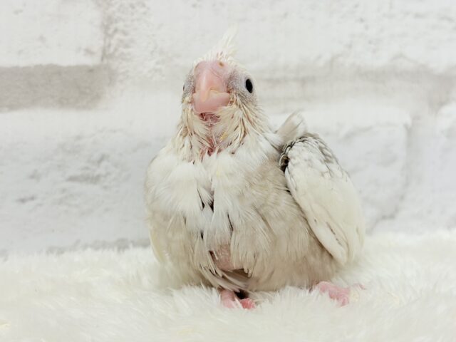 背中の模様数えてみよう🐣🫧オカメインコ(WFシナモンパールパイド) ヒナ オカメインコ