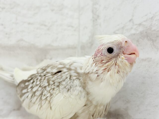 背中の模様数えてみよう🐣🫧オカメインコ(WFシナモンパールパイド) ヒナ オカメインコ