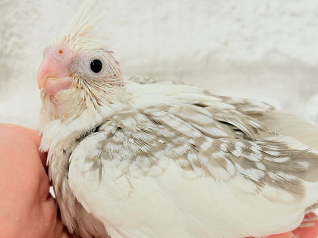 背中の模様数えてみよう🐣🫧オカメインコ(WFシナモンパールパイド) ヒナ 背中の模様数えてみよう🐣🫧オカメインコ(WFシナモンパールパイド) ヒナ