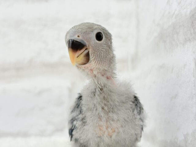 わた毛まみれ♡ヒナヒナベイビー🐣💜コザクラインコ(バイオレット) ヒナ コザクラインコ(小桜インコ)