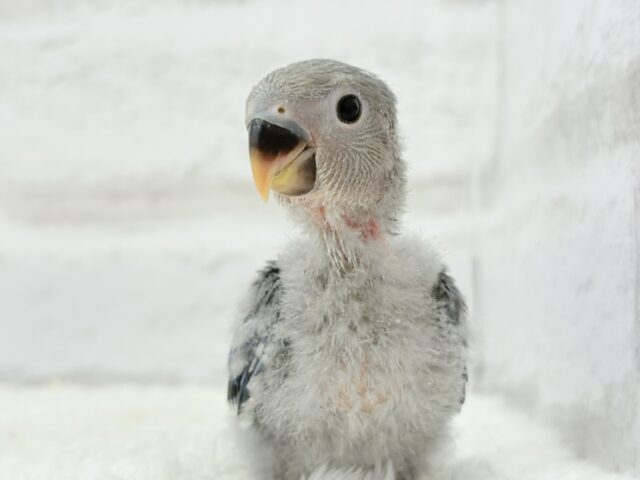 わた毛まみれ♡ヒナヒナベイビー🐣💜コザクラインコ(バイオレット) ヒナ コザクラインコ(小桜インコ)