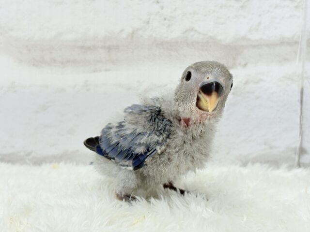 わた毛まみれ♡ヒナヒナベイビー🐣💜コザクラインコ(バイオレット) ヒナ コザクラインコ(小桜インコ)