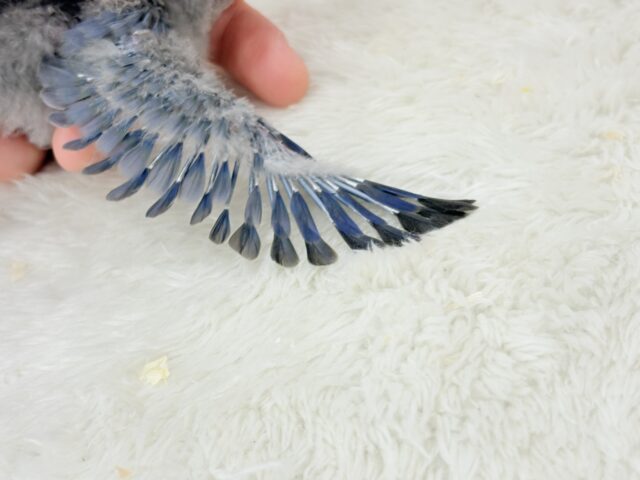 わた毛まみれ♡ヒナヒナベイビー🐣💜コザクラインコ(バイオレット) ヒナ コザクラインコ(小桜インコ)